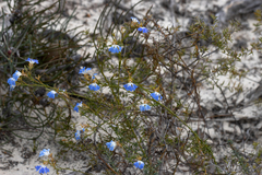 Lechenaultia heteromera