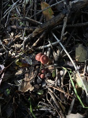 Marasmius plicatulus
