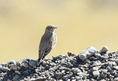 Alaudidae