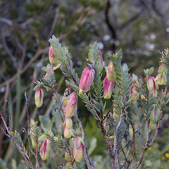 Pimelea physodes