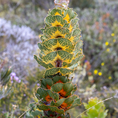 Hakea victoria