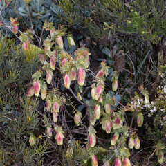Pimelea physodes