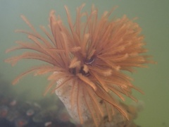 Eudistylia polymorpha