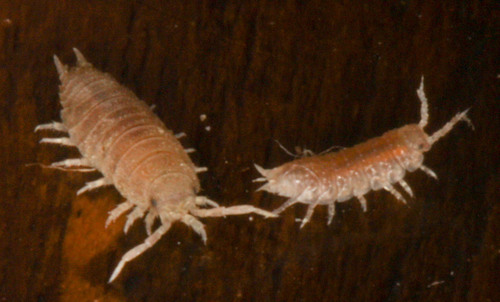 Detonella papillicornis