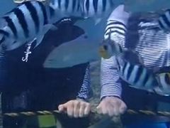 Caranx melampygus