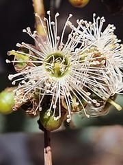 Eucalyptus laeliae