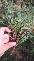 Pinus
