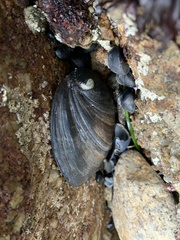 Haliotis cracherodii