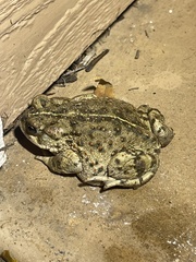 Anaxyrus boreas halophilus