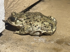 Anaxyrus boreas halophilus