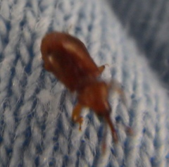 Oxycoryninae