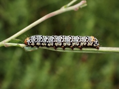 Phalaenoides tristifica