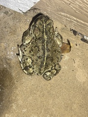 Anaxyrus boreas halophilus