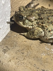 Anaxyrus boreas halophilus