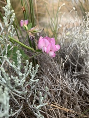 Lotus australis