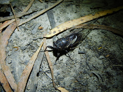 Gelidea torrida
