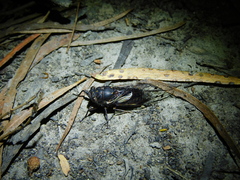 Gelidea torrida