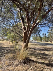 Eucalyptus campaspe