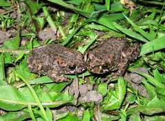 Bufotes viridis sitibundus