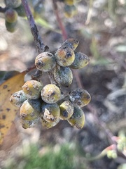 Eucalyptus campaspe