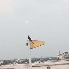 Dicrurus macrocercus