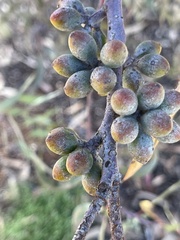 Eucalyptus campaspe