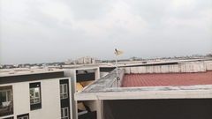 Dicrurus macrocercus