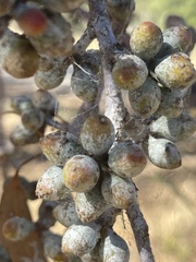Eucalyptus campaspe
