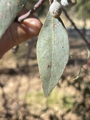 Eucalyptus campaspe