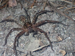 Heteropoda jugulans