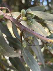 Eucalyptus campaspe