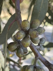 Eucalyptus campaspe