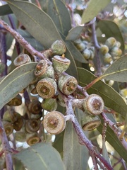 Eucalyptus campaspe