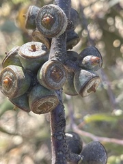 Eucalyptus campaspe