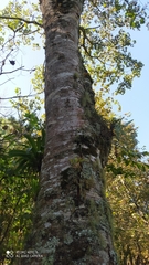 Thymelaeaceae