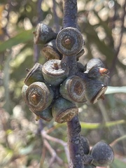 Eucalyptus campaspe