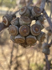 Eucalyptus campaspe