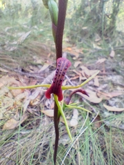 Cryptostylis leptochila
