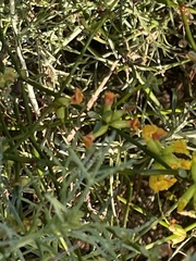 Acmispon junceus junceus