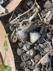 Eucalyptus campaspe