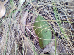 Cryptostylis leptochila