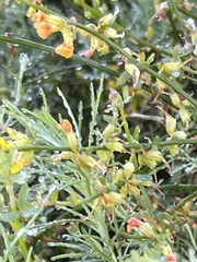 Acmispon junceus junceus