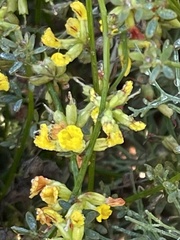 Acmispon junceus junceus