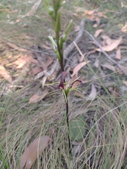 Cryptostylis leptochila