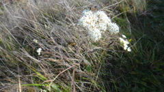 Seseli annuum
