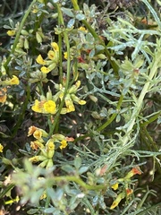 Acmispon junceus junceus