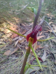 Cryptostylis leptochila