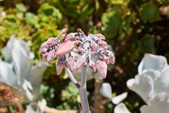 Cotyledon