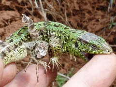 Lacerta agilis exigua