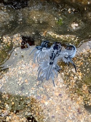 Glaucus atlanticus